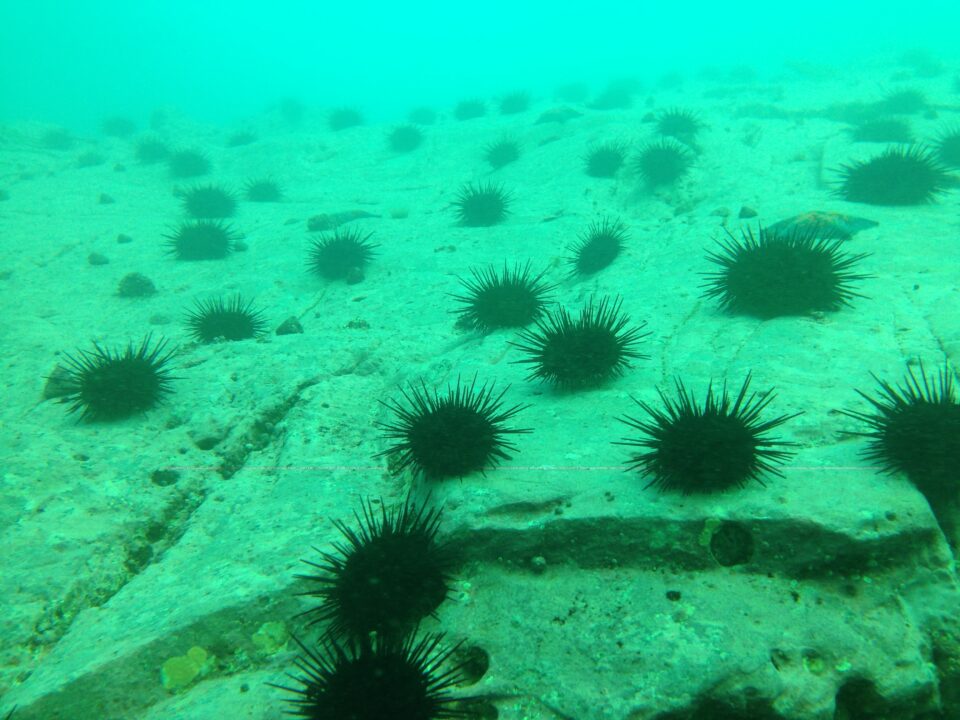 世界初 磯焼けウニの蓄養ビジネスに成功 大分うにファーム 栗林正秀が目指す地域と海の救い方 Qualities