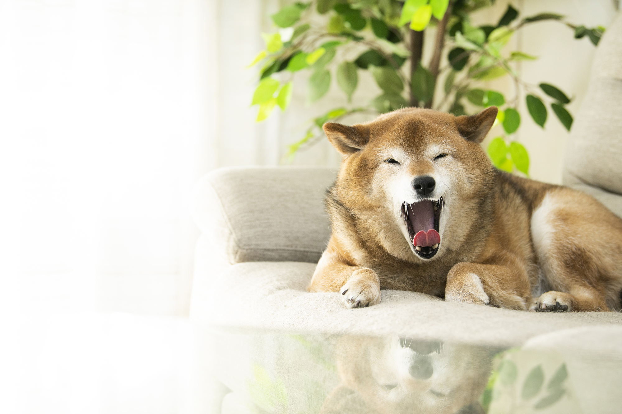 販売 犬吉猫吉ペットライフ24